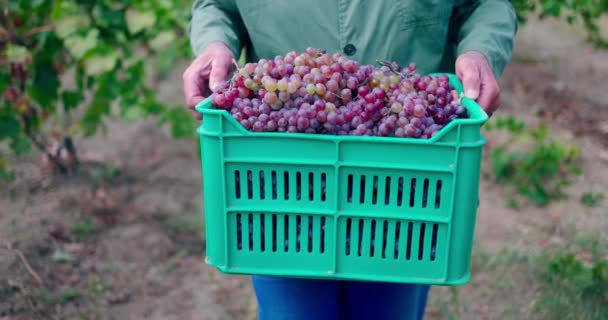 Man Farmer Holds Crate Hands Fresh Harvest Homegrown Grapes Vineyard — Videoclip de stoc