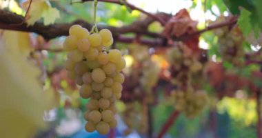 Ripe homegrown organic grapes in the sunlight hanging on the vineyard. Agriculture and viticulture. 