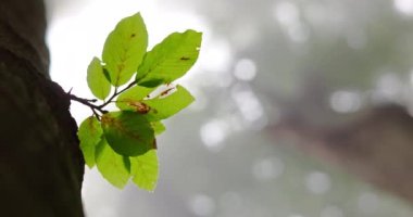 Tranquil morning scene between forest trees. Foggy woodland. Morning fog in woods, 4K video
