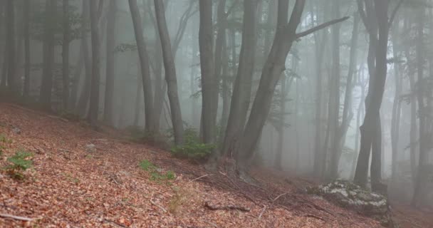 Tranquil Morning Scene Forest Trees Foggy Woodland Morning Fog Woods — ストック動画