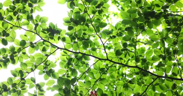 Beautiful Forest Morning Sunshine Branches Leaves Trees Low Angle View — Stok video