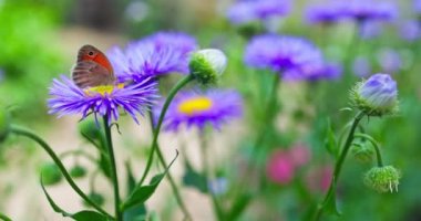 Butterfly flying on purple meadow flower  in the garden. Nature outdoor 4K video