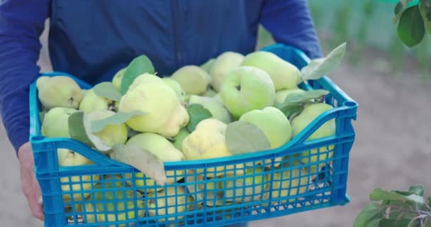 Farmer Holds Crate Fresh Ripe Quince Fruits Orchard Quinces Trees — Vídeos de Stock