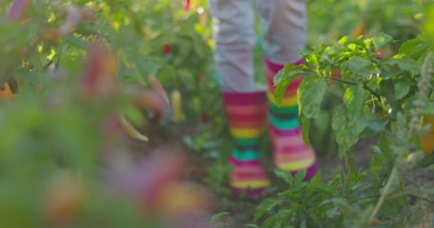 Kid Farmer Rubber Boots Garden Vegetables Chilli Peppers Plants — Stok video