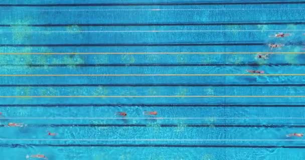 Aerial Top View People Swimmers Swimming Swimming Pool Swimming Competition — Video