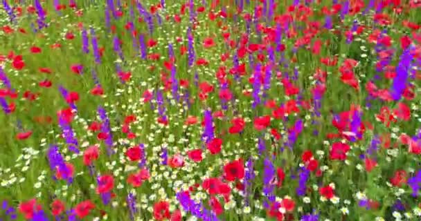 Colorful Field Blooming Wild Flowers Red Poppies Daisy Violet Flowers — 图库视频影像