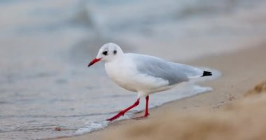 Seagull walking by the sea beach and looking for food like fish