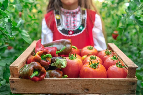 Farmer woman, bulgarian girl in traditional Bulgarian folklore dress holding wooden basket (crate) full of fresh raw homegrown  vegetables (cabbage, tomatoes, peppers, eggplants)