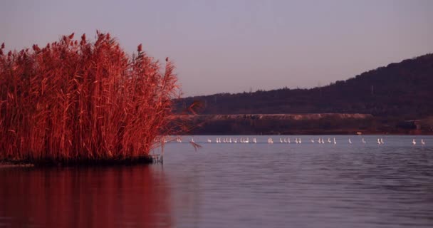 Swans Floating Sea Lake Scenic Sunset — Vídeo de Stock