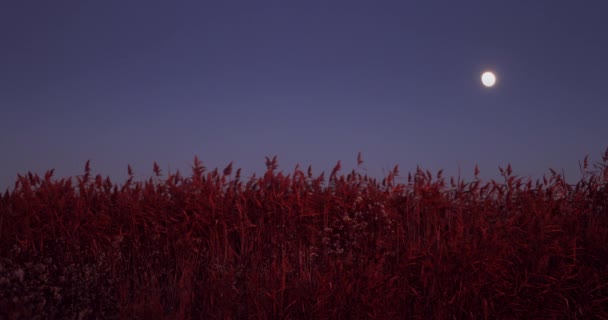 Moon Dark Sky Sunset Lake Fern Plants Silhouettes — Wideo stockowe