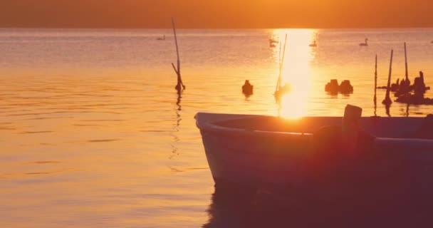 Swans Floating Sea Lake Old Fishing Boat Golden Sunset Landscape — Stok video