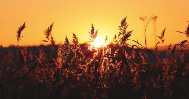 Sun goes down over mountain hills. Sunset over the lake and fern plants silhouettes.