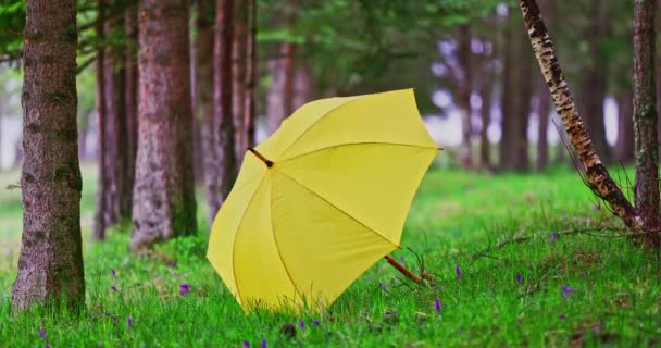 Yellow Umbrella Rainy Day Forest Rain Woods — ストック動画