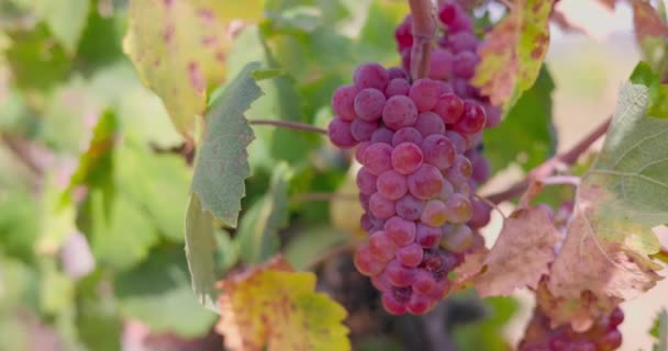 Farmer Woman Harvesting Homegrown Organic Ripe Red Grapes Vineyard Autumn — Stok Video