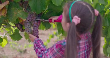 Farmer girl, bulgarian young woman harvesting grapes in the vineyard. Autumn grape harvest.