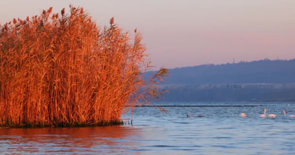 Swans Floating Sea Lake Scenic Sunset — Vídeo de stock