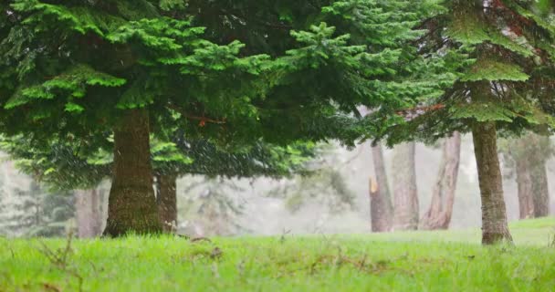 Snowing Raining Mountain Forest Autumn Spring Season Woodland — Vídeos de Stock