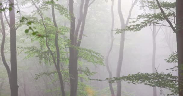 Mystic Foggy Mountain Forest Trees Covered Morning Mist — ストック動画