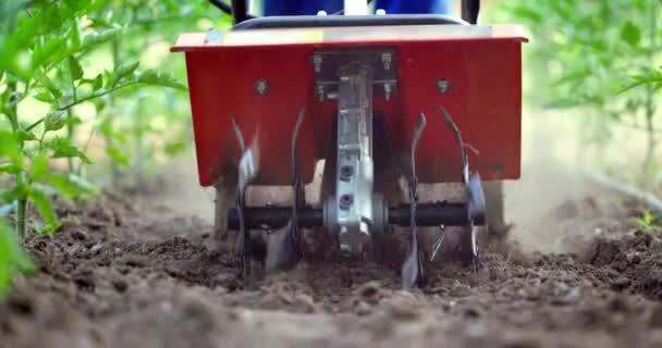 Farmer Machine Cultivator Digs Soil Vegetable Garden Tractor Digging Ground — Vídeo de Stock