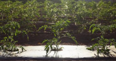 Seedlings of tomato plants in greenhouse. Organic farming and vegetables, agriculture and horticulte concept.