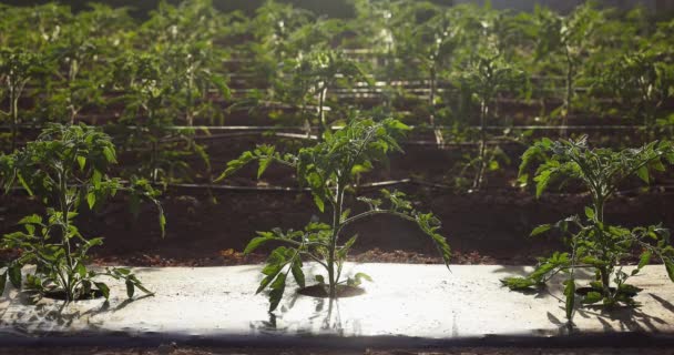 Seedlings Tomato Plants Greenhouse Organic Farming Vegetables Agriculture Horticulte Concept — Stock Video