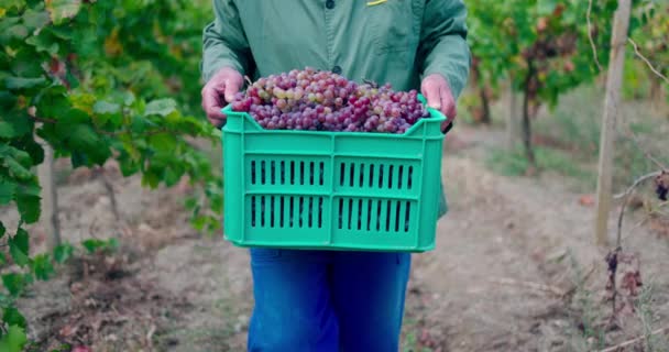 Farmer Vineyard Crate Full Fresh Harvested Homegrown Grapes Organic Autumn — Video