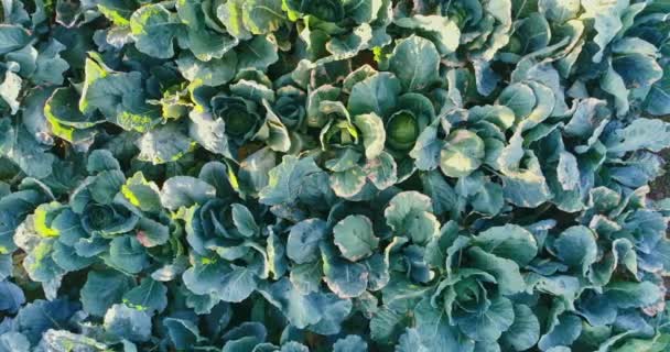 Cabbage Garden Fresh Organic Homegrown Vegetables Top Aerial View Video — Video