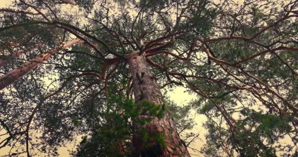 Big Pine Tree Mystical Foggy Forest Morning Fog Autumn Woods — 图库视频影像