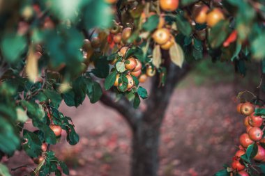 Meyve bahçesinde kırmızı elmalı elma ağacı. Meyve hasadı.
