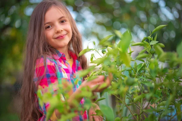 Sonriente Hermosa Niña Agricultor Cuidar Las Plantas Cítricos Verdes Jardín —  Fotos de Stock