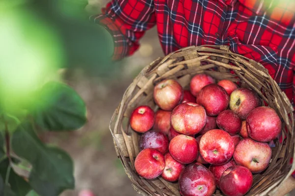Női Farmer Almás Kertben Felveszi Érett Almákat Almafáról Gyümölcsöt Gyűjt — Stock Fotó