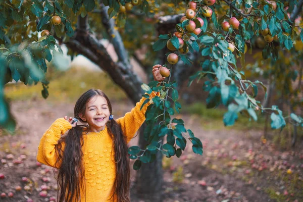 Фермерська Дівчина Яблучному Саду Збирає Органічні Стиглі Фрукти Яблуні — стокове фото