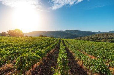 Kırsaldaki üzüm bağları tarım alanları, güneş doğarken güzel manzaralar..