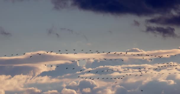 Manada Aves Voladoras Sobre Fondo Cielo Azul Con Nubes Atardecer — Vídeo de stock