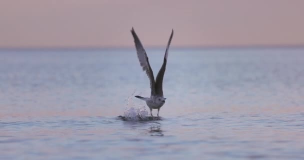 Burung Camar Terbang Atas Air Laut Dan Matahari Terbit Yang — Stok Video