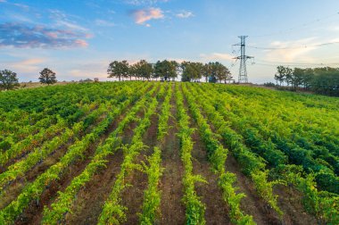 Üzüm bağı yakınlarındaki bungalov evi ve kırsal kesimdeki tarım arazileri. Sonbahar mevsimi ve üzüm hasadı.