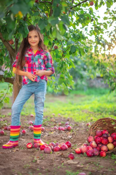 Elma Bahçesindeki Güzel Kadın Çiftçi Elma Ağacından Organik Olgun Meyveleri — Stok fotoğraf