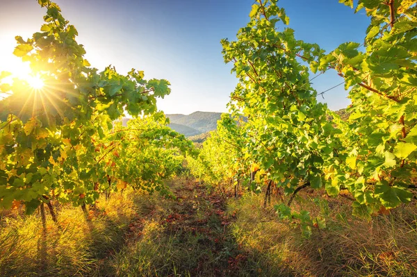 Vignoble Champs Agricoles Campagne Beau Paysage Lever Soleil — Photo