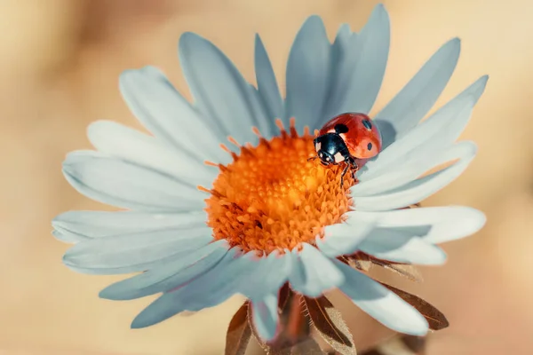 Ladybug Chamomile Flower Defocus Background Ladybird Creeps Blooming Plant Flowers — Stock Photo, Image