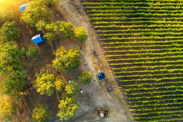 Bungalow House Forest Vineyard Agricultural Fields Countryside Autumn Season Grape — Stock Photo, Image