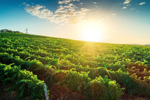 Виноградники Сельскохозяйственных Полей Сельской Местности Красивые Воздушные Ландшафты Восходе Солнца — стоковое фото