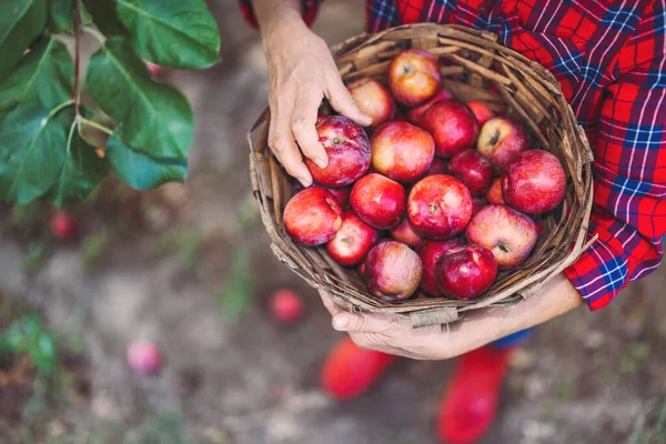 Woman farmer in the apple orchard garden pick up organic ripe apples from apple tree and gather fruits in a wooden basket full of apple harvest