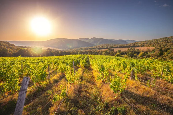 Vignoble Champs Agricoles Campagne Beau Paysage Lever Soleil — Photo