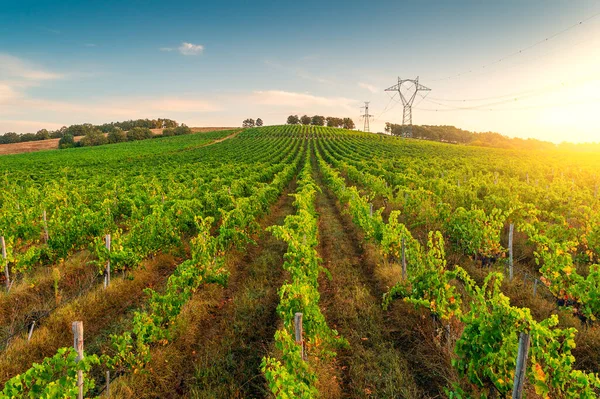 Vignoble Champs Agricoles Campagne Beau Paysage Aérien Lever Soleil — Photo