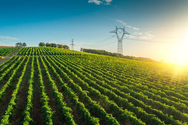 Sonnenaufgang Landschaft Von Weinbergen Landwirtschaftliche Felder Der Landschaft Luftaufnahme Von — Stockfoto