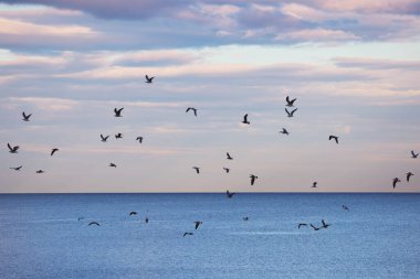 Uçan kuşlar, martı sürüsü deniz dalgalarının üzerinde süzülür ve balık ararlar.
