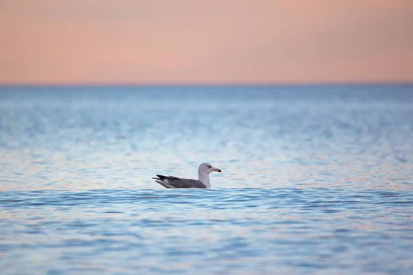 Floating Seagull Bird Sea Waves Searching Food Nature — Stock Photo, Image