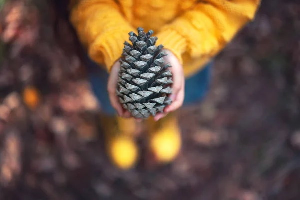 Grande Cone Abeto Pinecone Floresta Nas Mãos Uma Menina Temporada — Fotografia de Stock