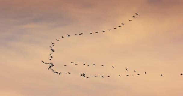 Flock Flygande Fåglar Mot Bakgrunden Moln Soluppgång Himlen Fåglar Flyttar — Stockvideo