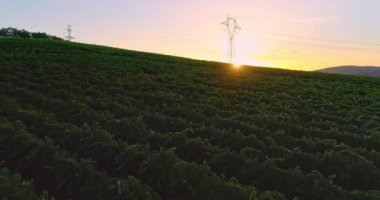 Kırsaldaki üzüm bağları tarım alanları, güneş doğarken güzel hava manzarası.